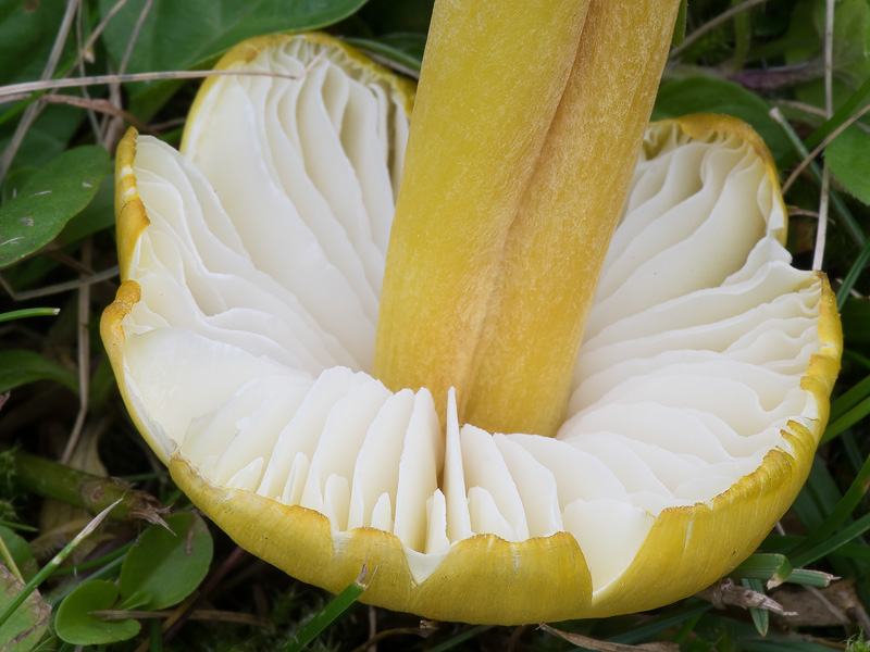 Hygrocybe citrinovirens